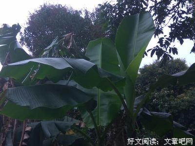 《好啊好》的句子
