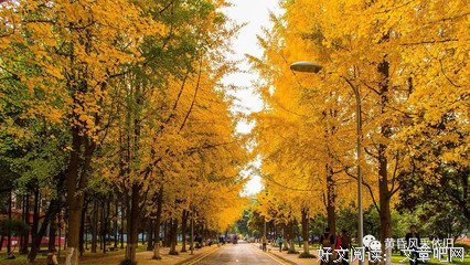 《叶败》的句子