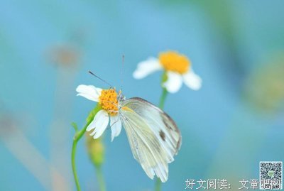 彼岸花殇i座右铭