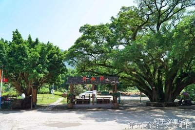 有关狗尾巴草i座右铭