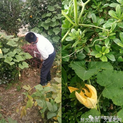 《美丽与哀愁·蒲公英》读后感100字