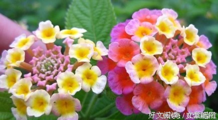 爱与不爱，一念我想间的句子