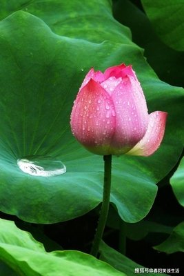 花非花雾非雾的优美句子