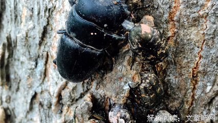 蛤蟆经典的句子