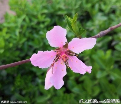 等一朵花开读后感100字