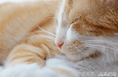 全世界只有我可以欺负你读后感100字