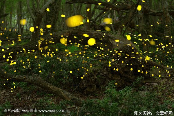 《花园里的萤火虫》观后感精选