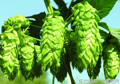 《啤酒花》影评100字