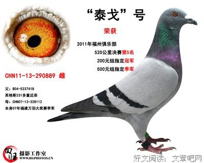 有关泰戈以觉的句子