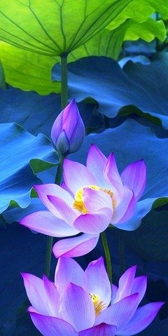 随缘～句子大全