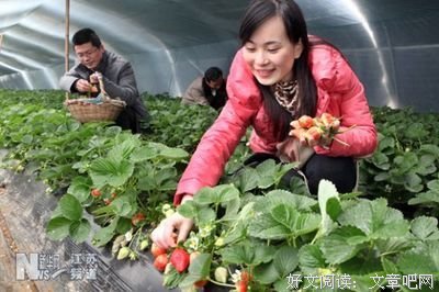 《惊爆草莓》的影评大全