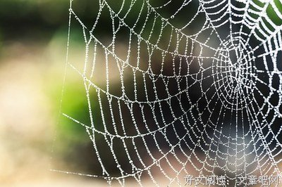 我的忧伤像一头大象读后感锦集