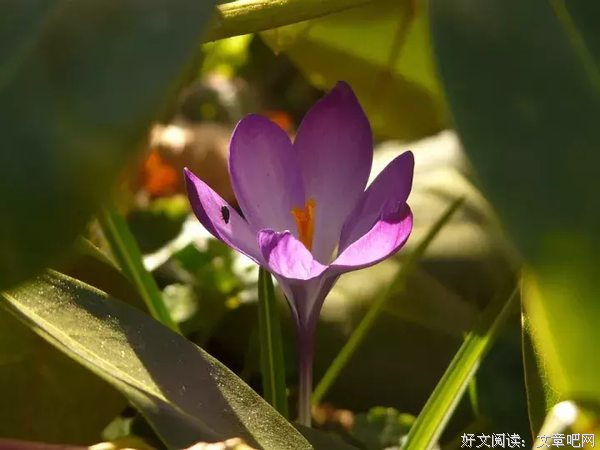乌云乌云快走开的优美句子