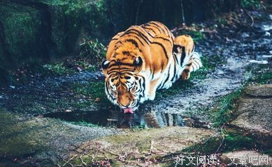 「我心里有一只猛虎在细嗅蔷薇。」的句子