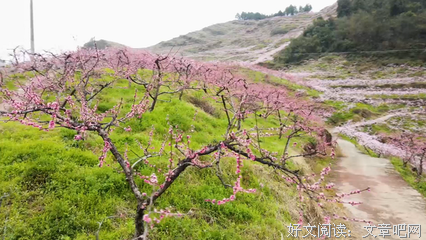 最全的《桃之夭夭》小说摘抄大全