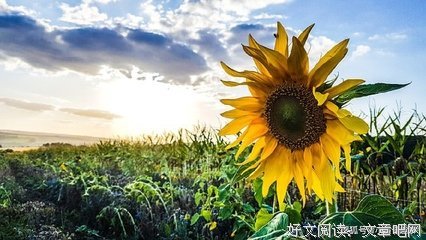 有关随意的句子