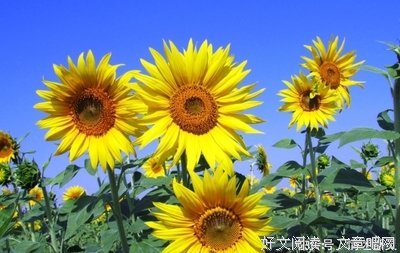 最经典的新鲜旧情人名言大全