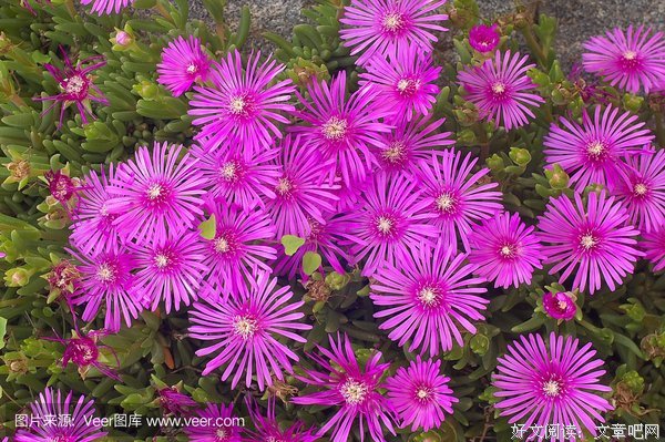 《东京金盏花》影评摘抄