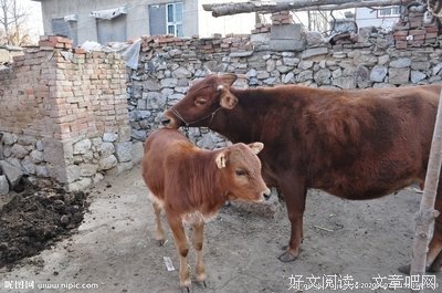 《母子情深》经典观后感集