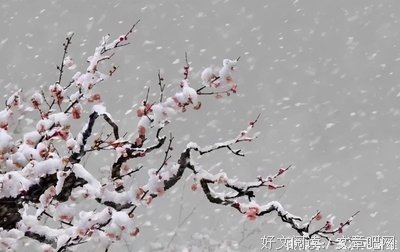 《无主孤军》的观后感大全
