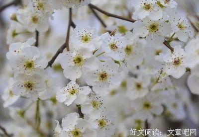 咀嚼的诗意