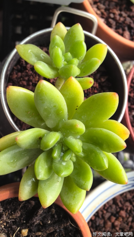轻松玩转多肉植物读后感精选