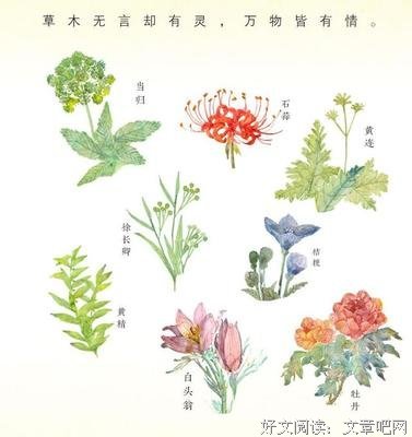 《《岁月绽放的花·线描绘》》读后感精选