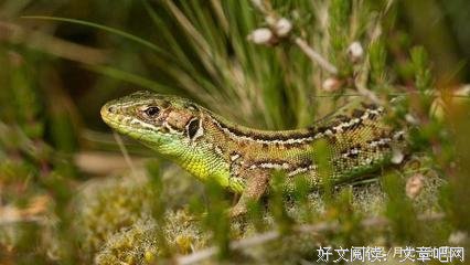 15条关于咬咬牙的经典语句