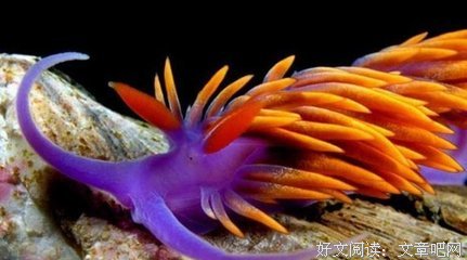 透明色北极熊读后感精选