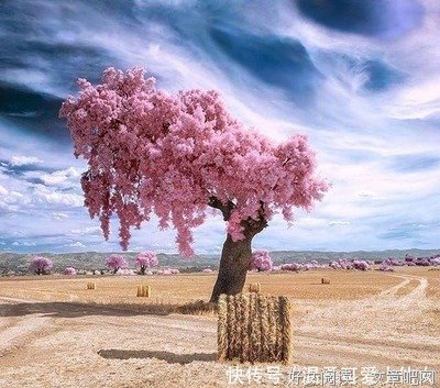 《所谓爱情》的句子