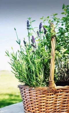 意境 眷的优美句子