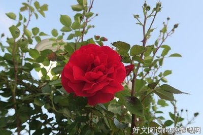 关于随遇的句子