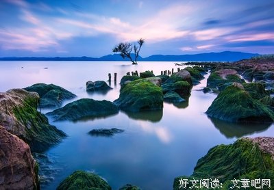 一直特例独行的猫的优美句子