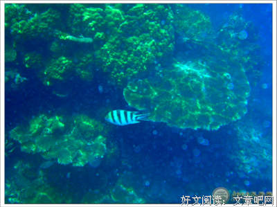 《海怪联盟》小说摘抄大全