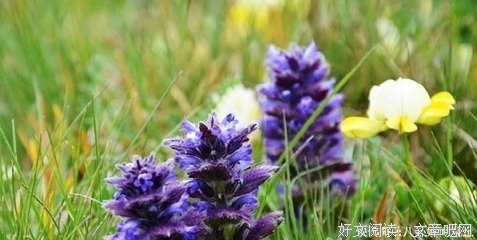 有关原来我们是只为脆弱的出在能成子的句子