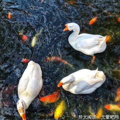 红鲤鱼与绿鲤鱼与驴读后感摘抄