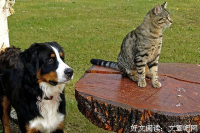 《山狗》经典影评集