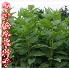 《少年花草黄》经典影评集
