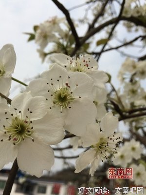 美句~爱的优美句子