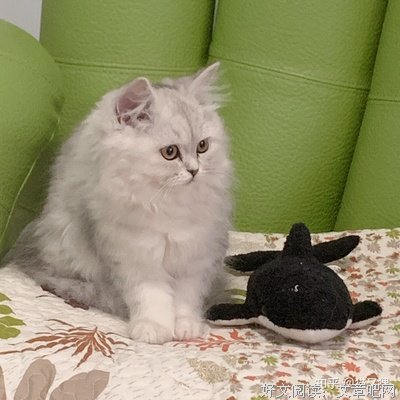有关跳腾的猫咪名言大全
