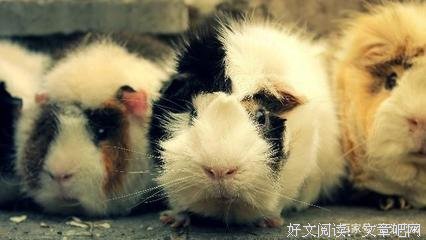 描写如泣如诉的语句摘抄