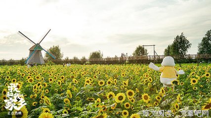 《向日葵》经典影评集