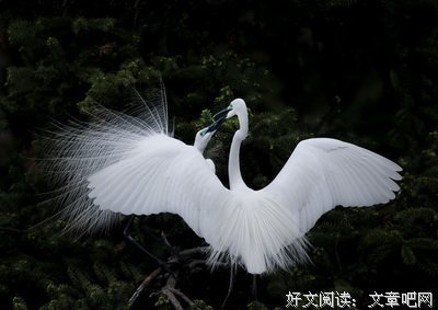 美丽的诗