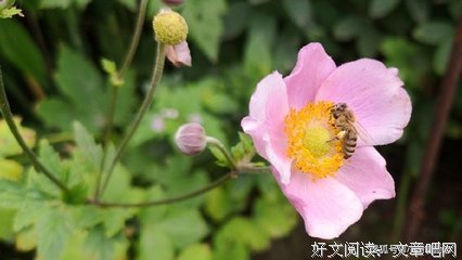 《温和从容，岁月静好》的句子