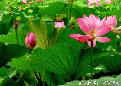 亚瑟·叔本华经典语录