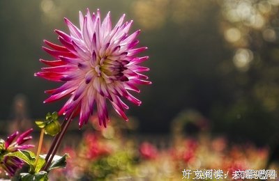 《爱在何方》名句欣赏