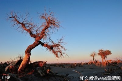 最新的《爱妻可好》名句欣赏大全