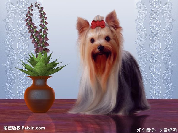 我的世纪，我的野兽读后感锦集