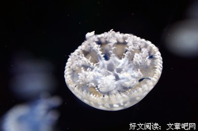 深海里的星星·1读后感摘抄