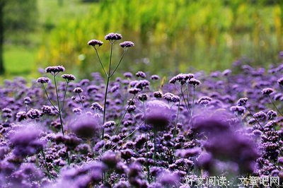《我心飞扬》经典观后感有感